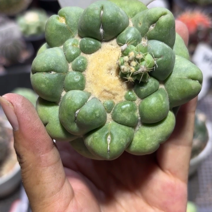 柏***)8023有根无刺象牙好活