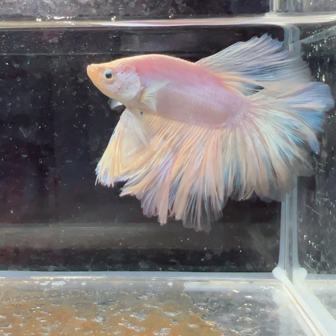 斗鱼浅色特殊尾hhhh