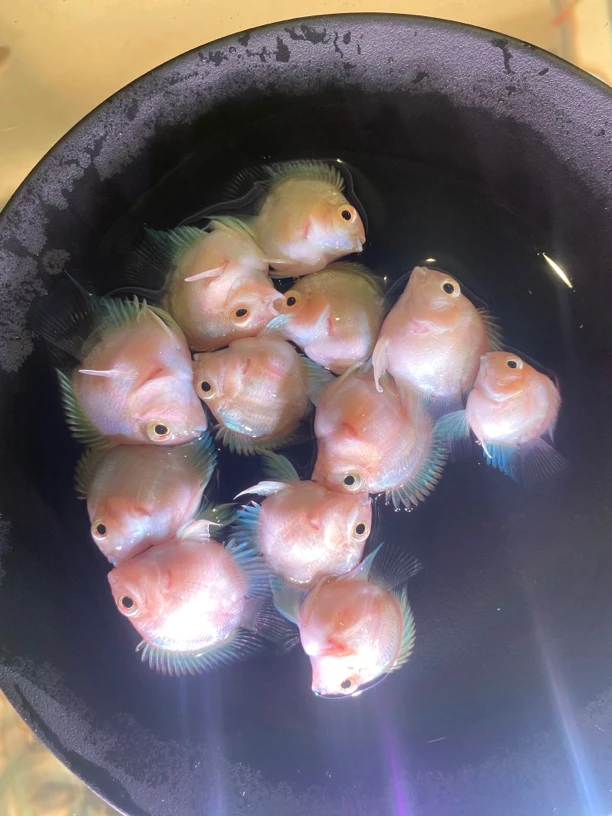 白金色迷你鹦鹉鱼