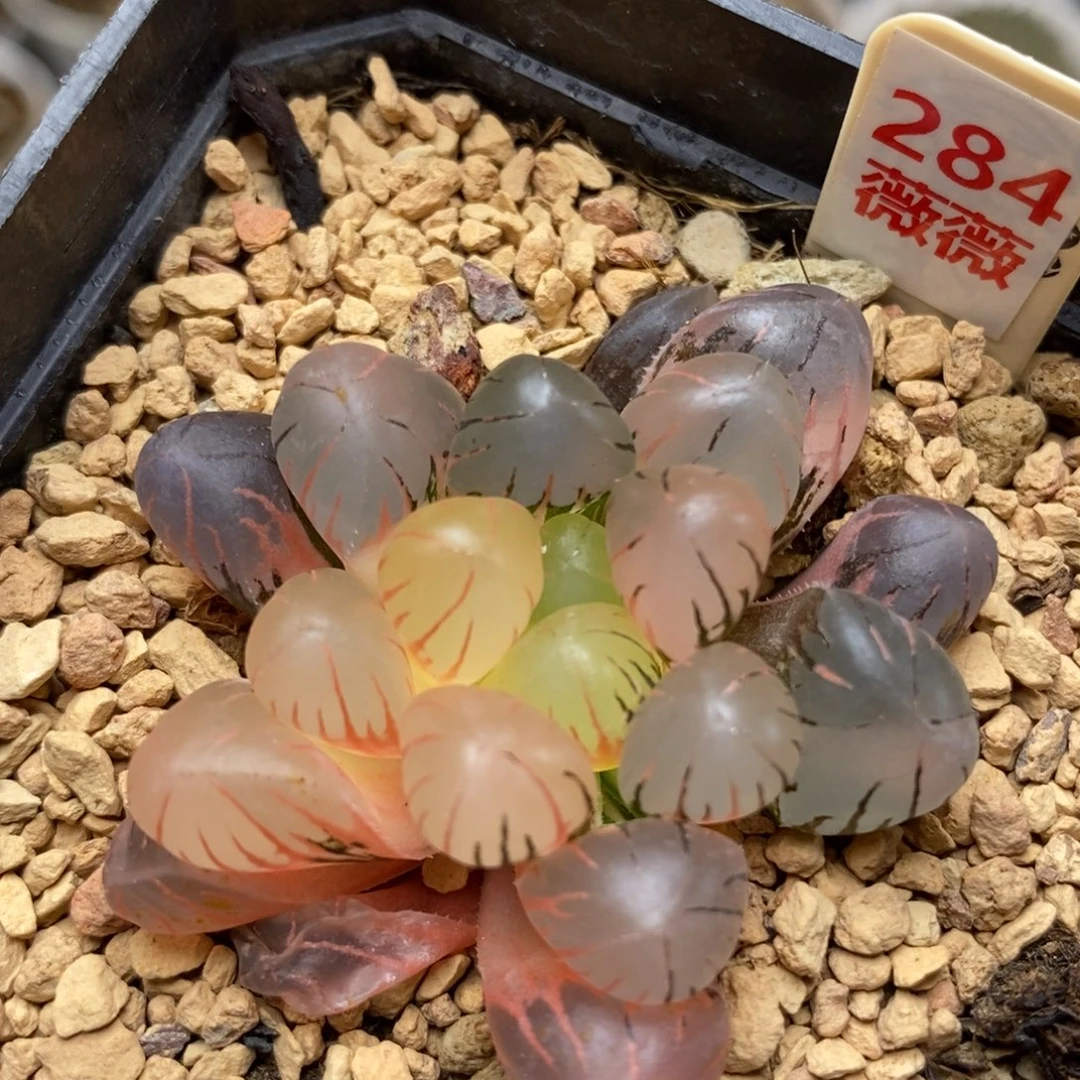 284冰灯玉露多肉植物