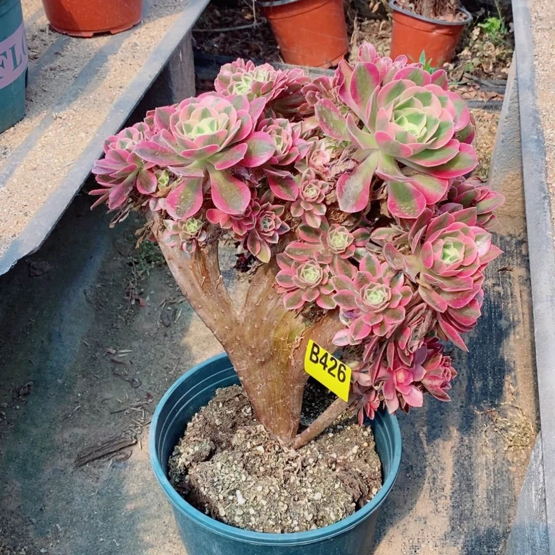 粉女巫朵朵缀多肉法师426