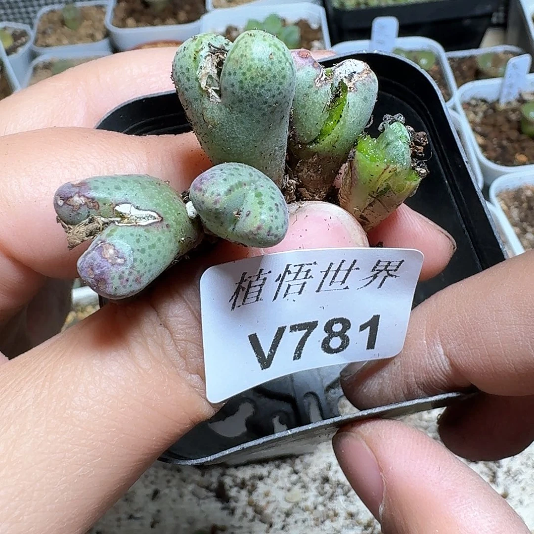 781盒多肉植物哇f g