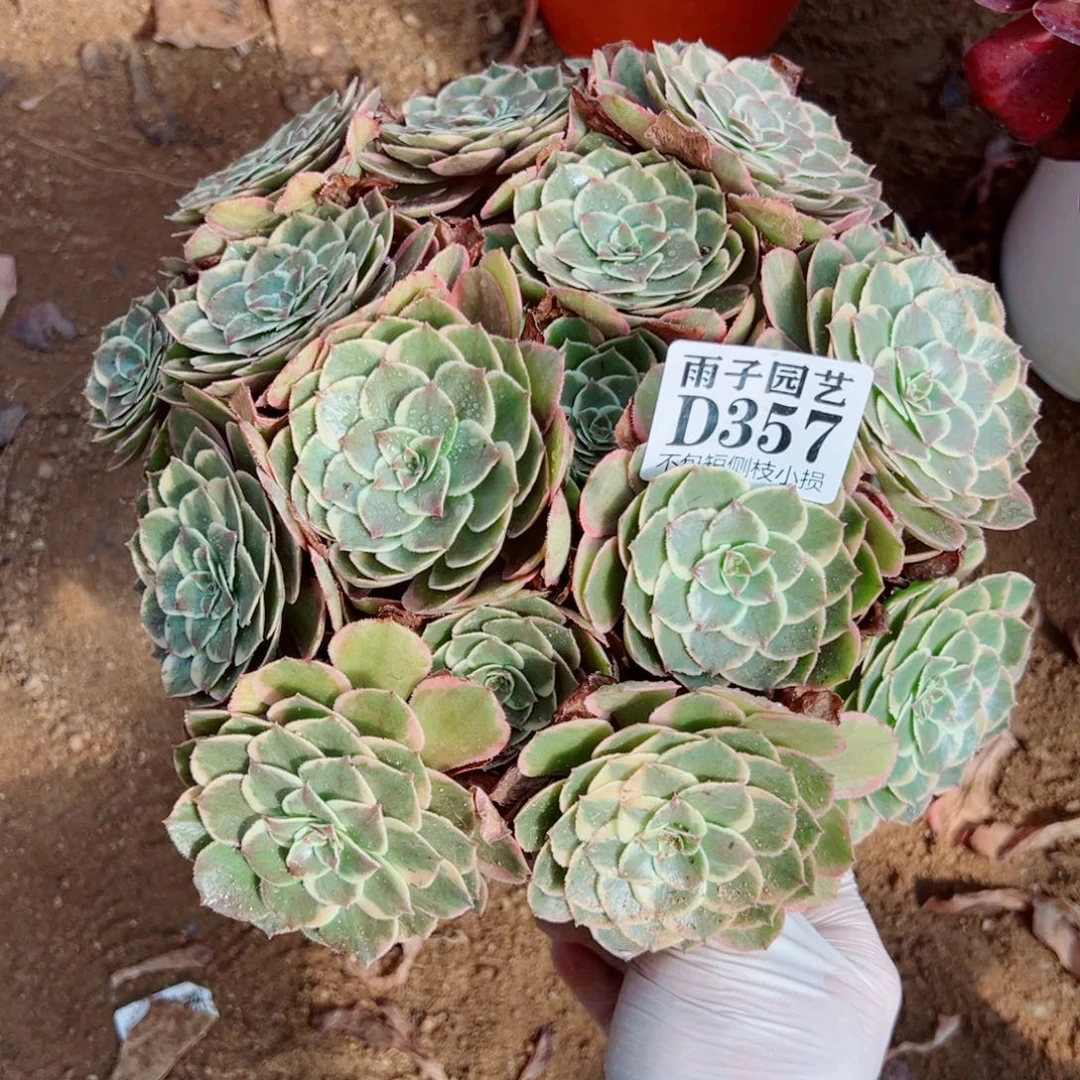 357粉花腰尺寸25左右