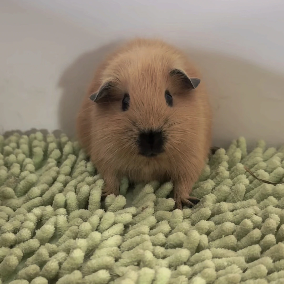 奶黄加州荷兰猪豚鼠妹妹八黑无暇京东包邮