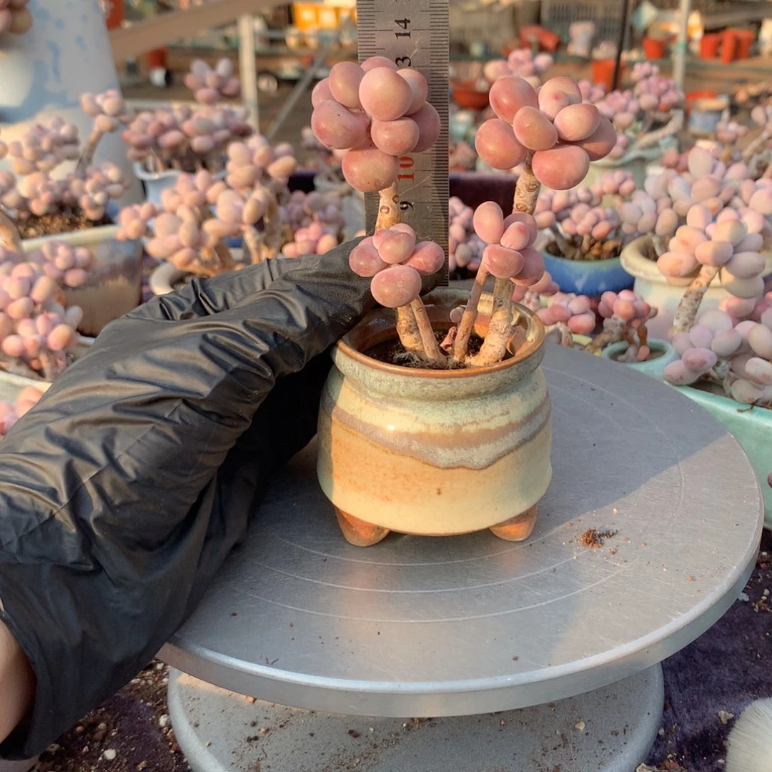 13号带盆偏远地区不包邮的