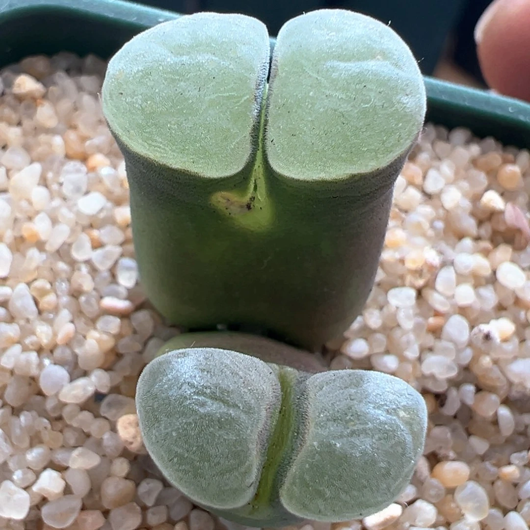 88优选2151双头四年半母本