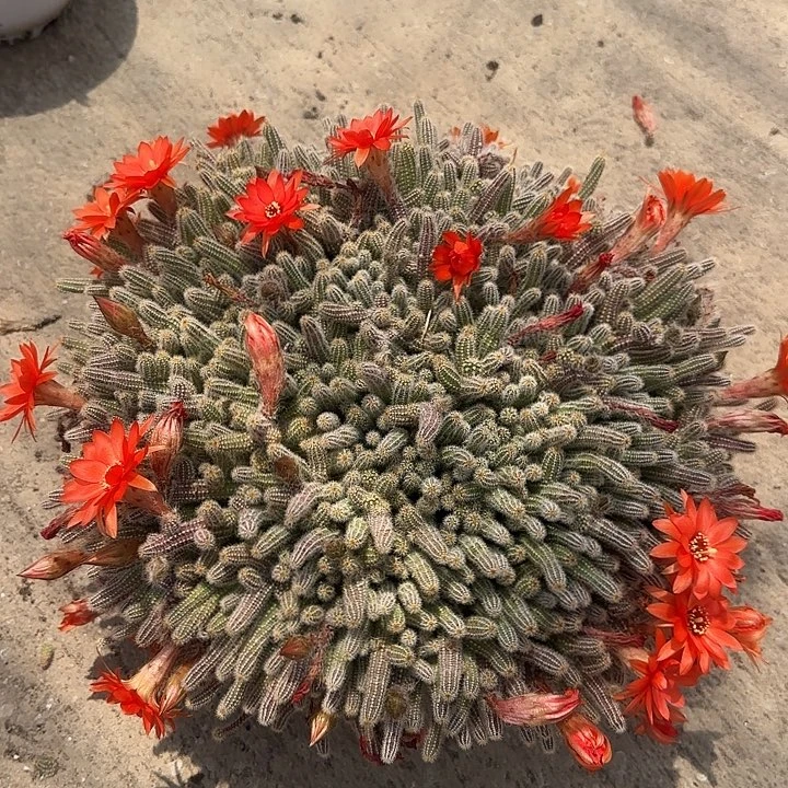 我***喵白檀仙人球超大盆