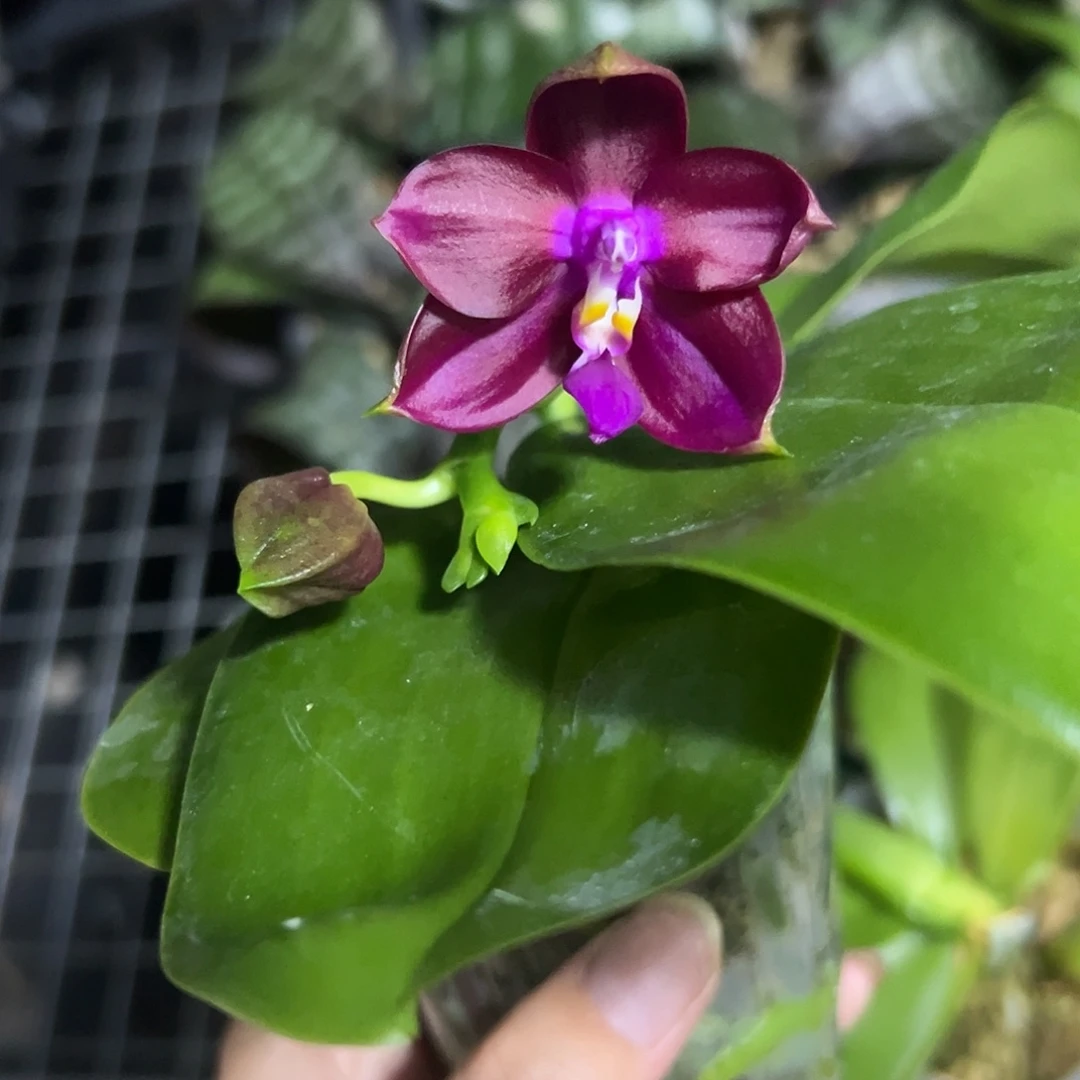 当前无花栽培后可以开花原生带花32.8