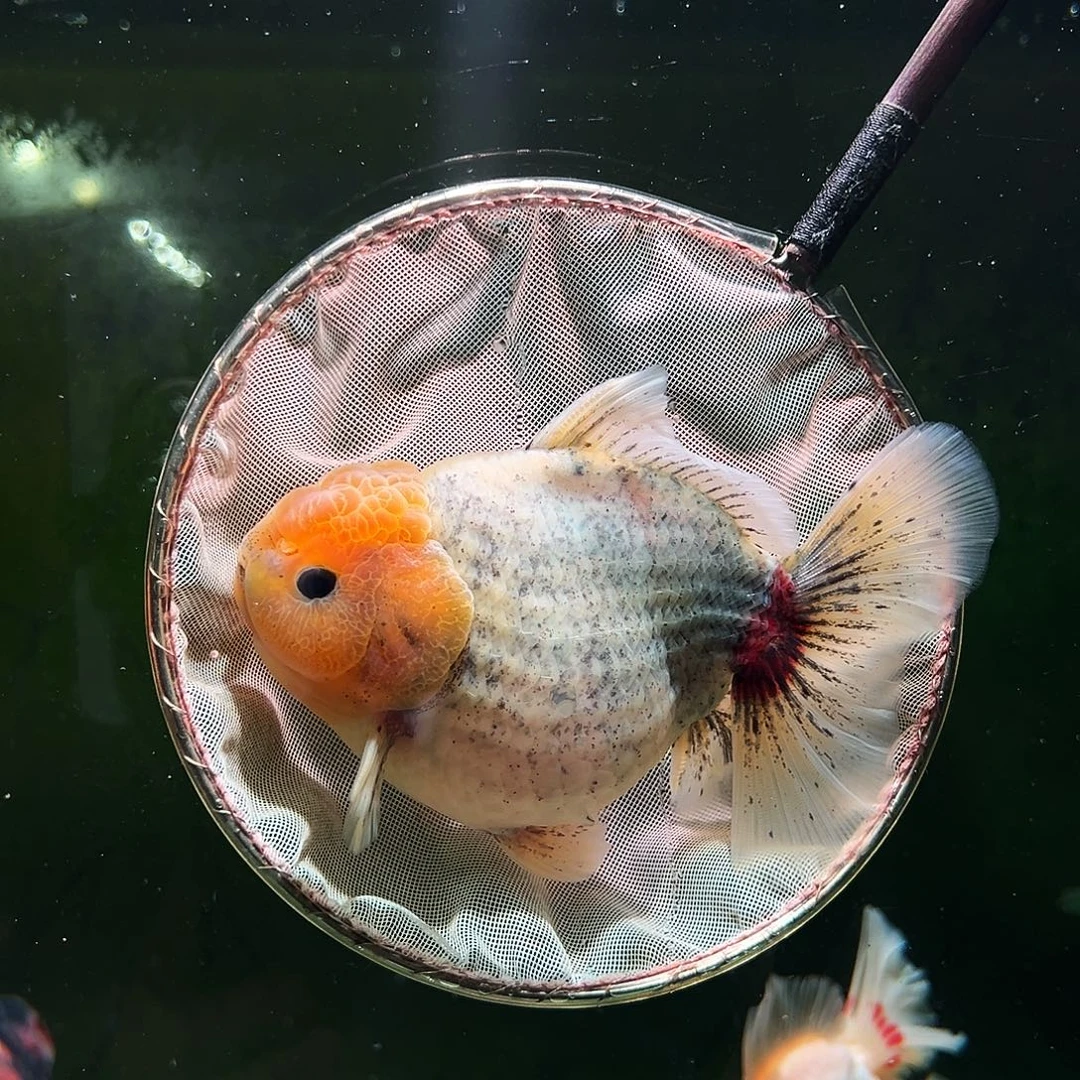 金鱼百褶泰狮冷水金鱼