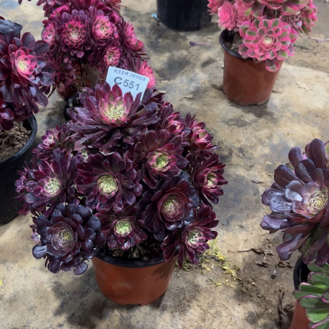 L****g多肉551红福轮法师