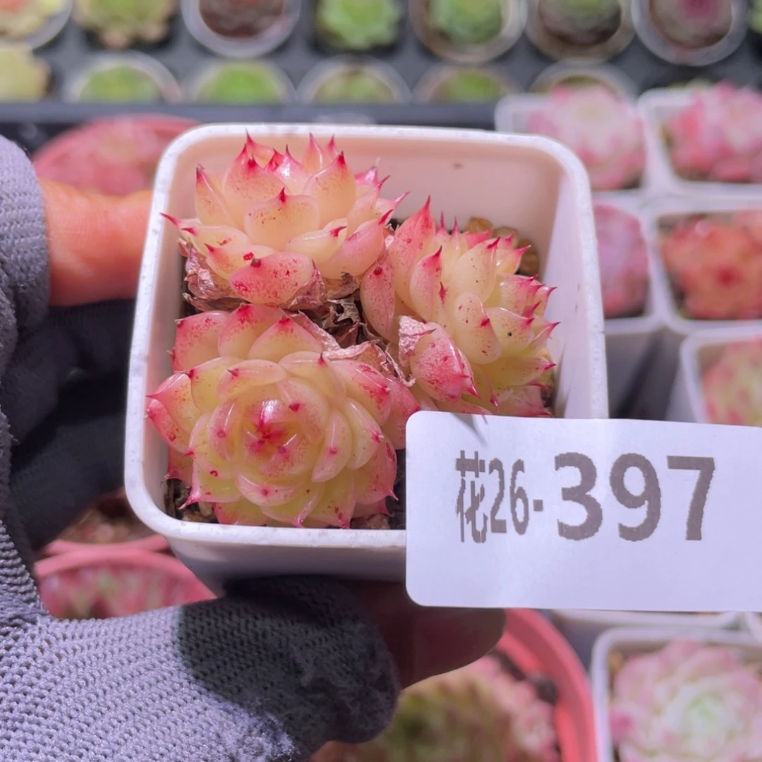 花利美26-397海王