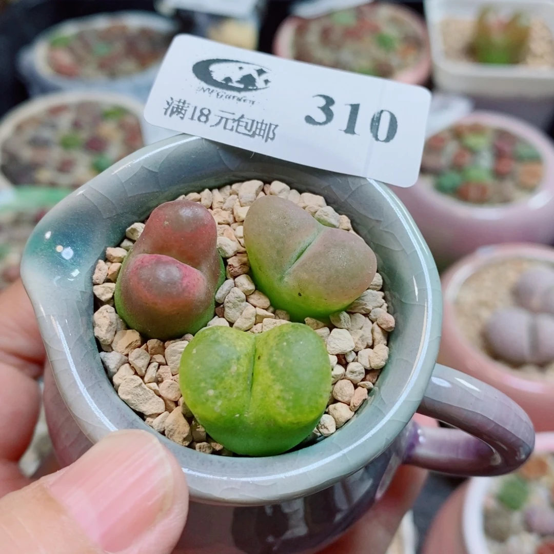 生石花花花花开了310