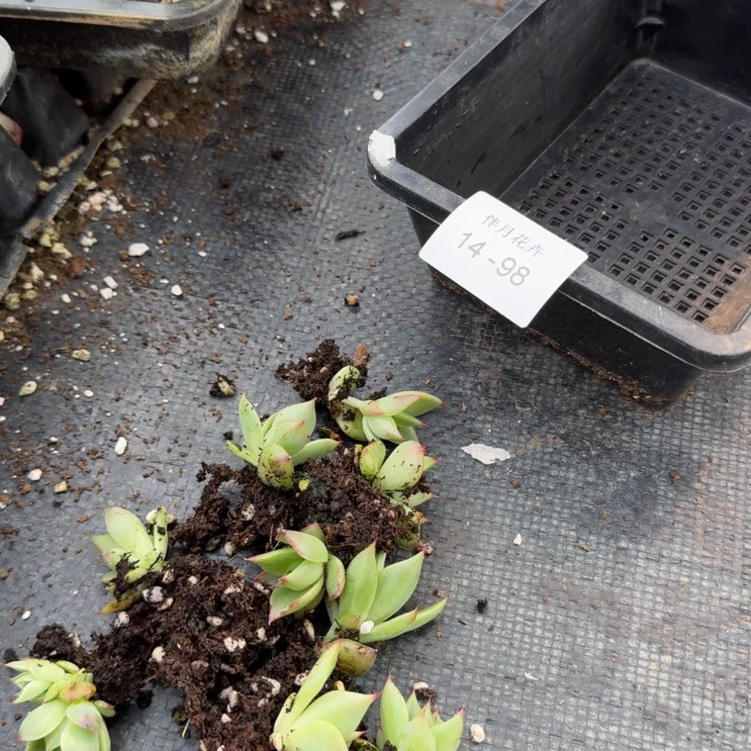 东云杂交惊鸿量拍14-98