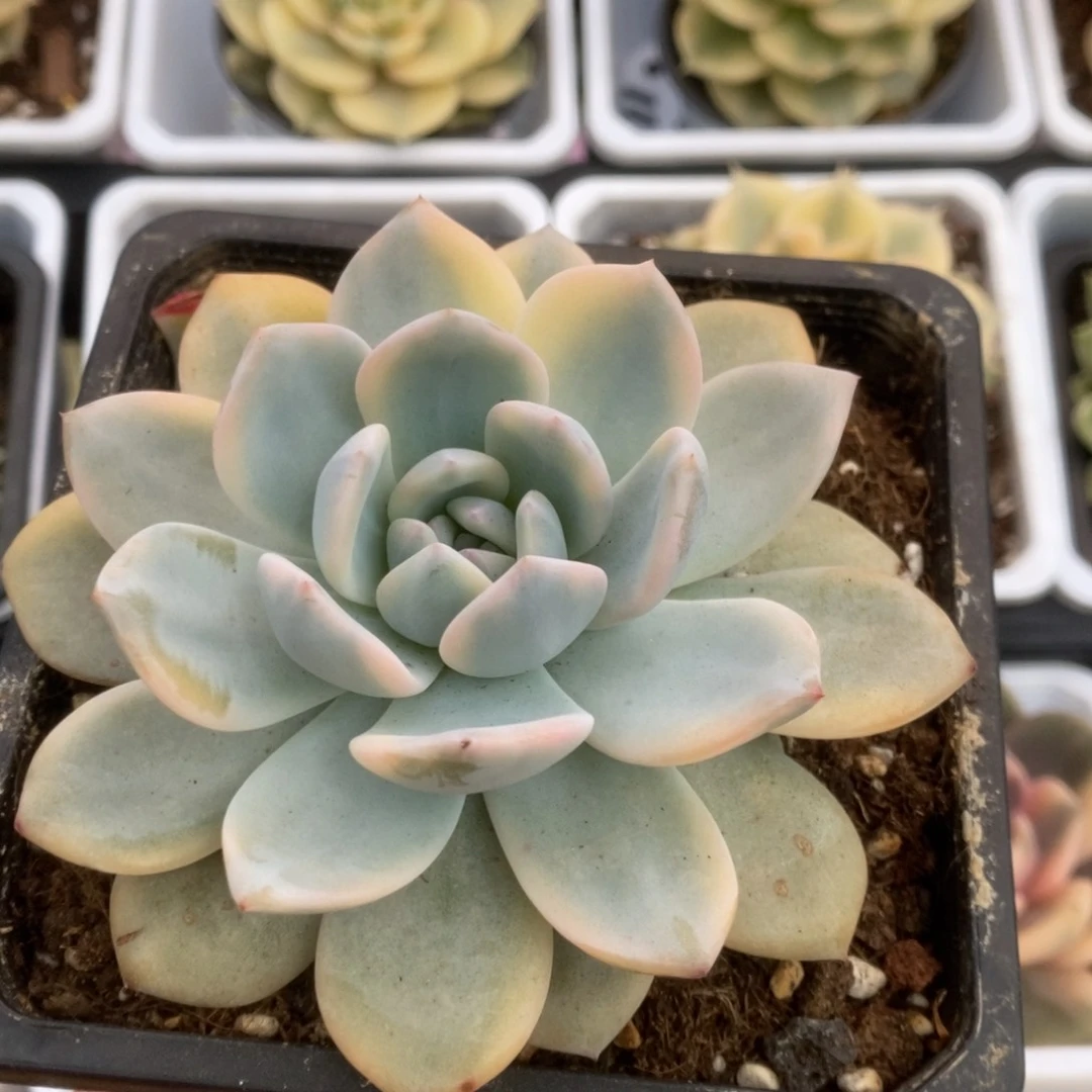 687橙子锦锦锦锦锦锦