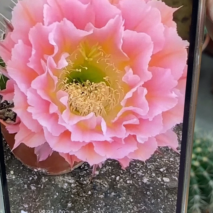 香香妩媚侧芽4公分左右