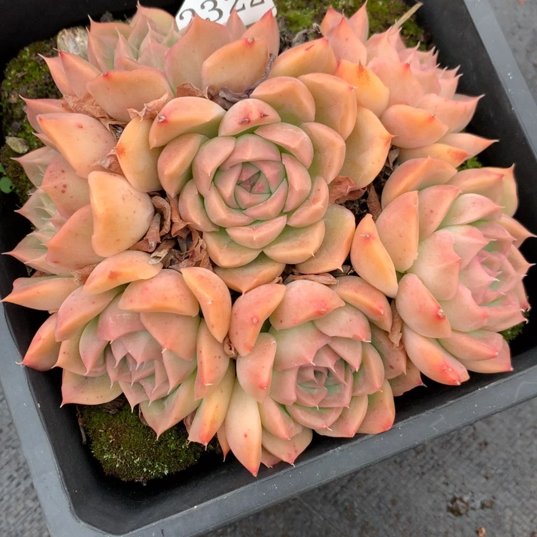 2322杂交多肉老桩