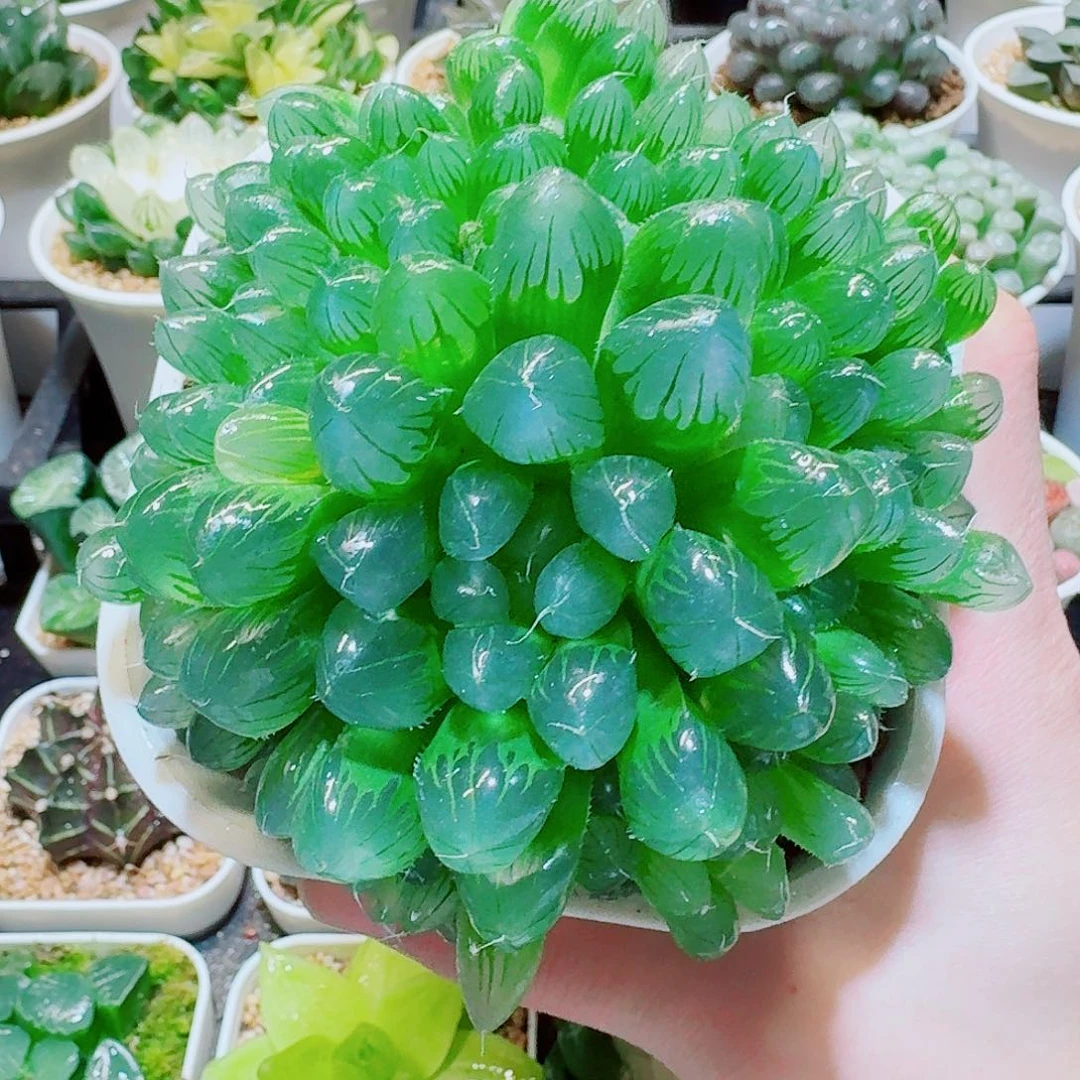 福利，群生玉露，9.9，666