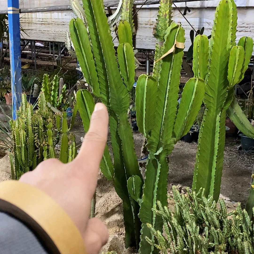 斗***牛30号拍品。