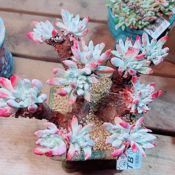 6064海瑟拇指仙女杯