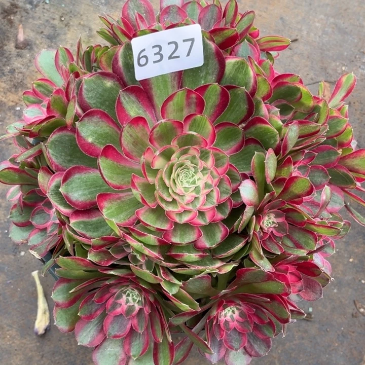 孔雀翎特价多肉发货