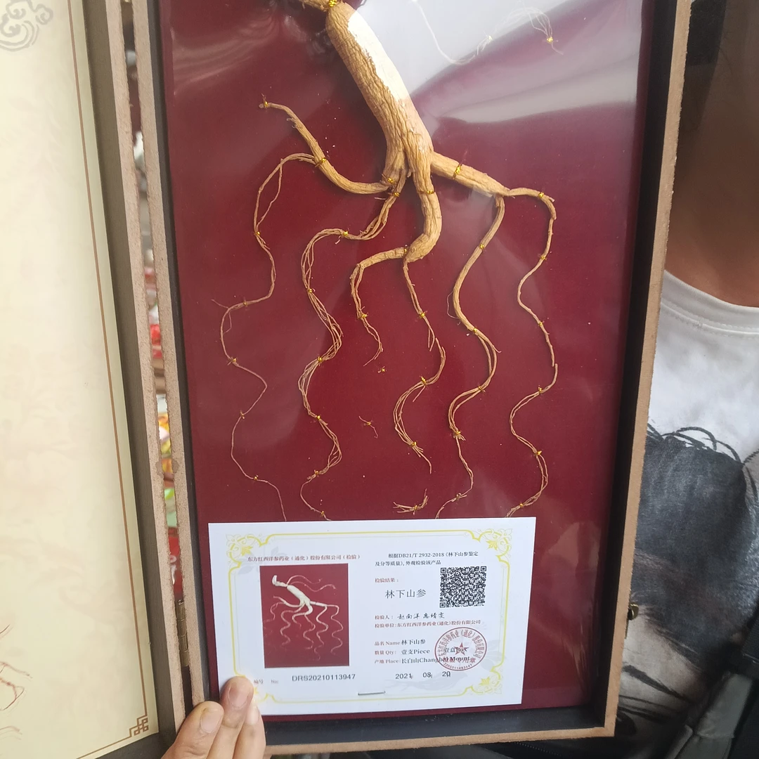 佤乡山货推荐【林下人参】小山货特产