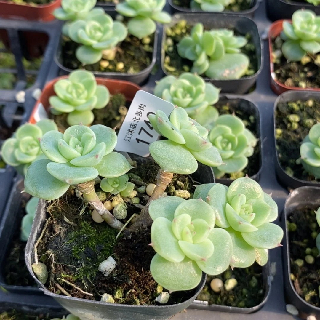 标1742绿菩提一个多肉