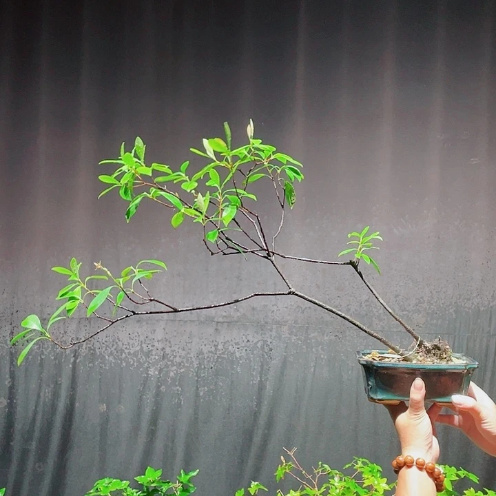 哥***好无花朵春花包邮哦哦哦