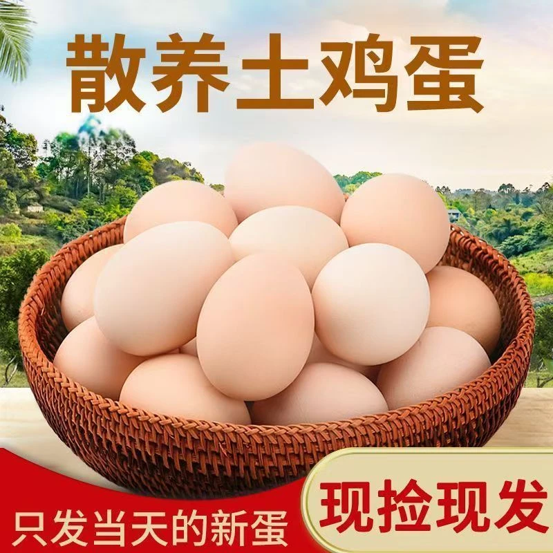 山林散养土鸡蛋营养健康新鲜现捡走地鸡喂养鸡蛋