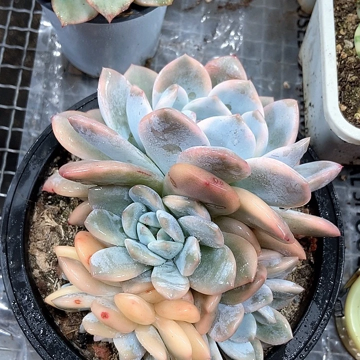 橙子锦群多肉植物