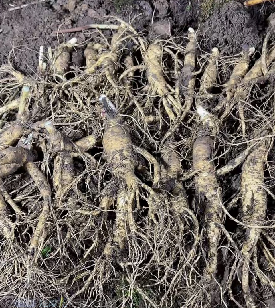 长白山正宗林下人参煲汤泡酒产地直发（中大号）