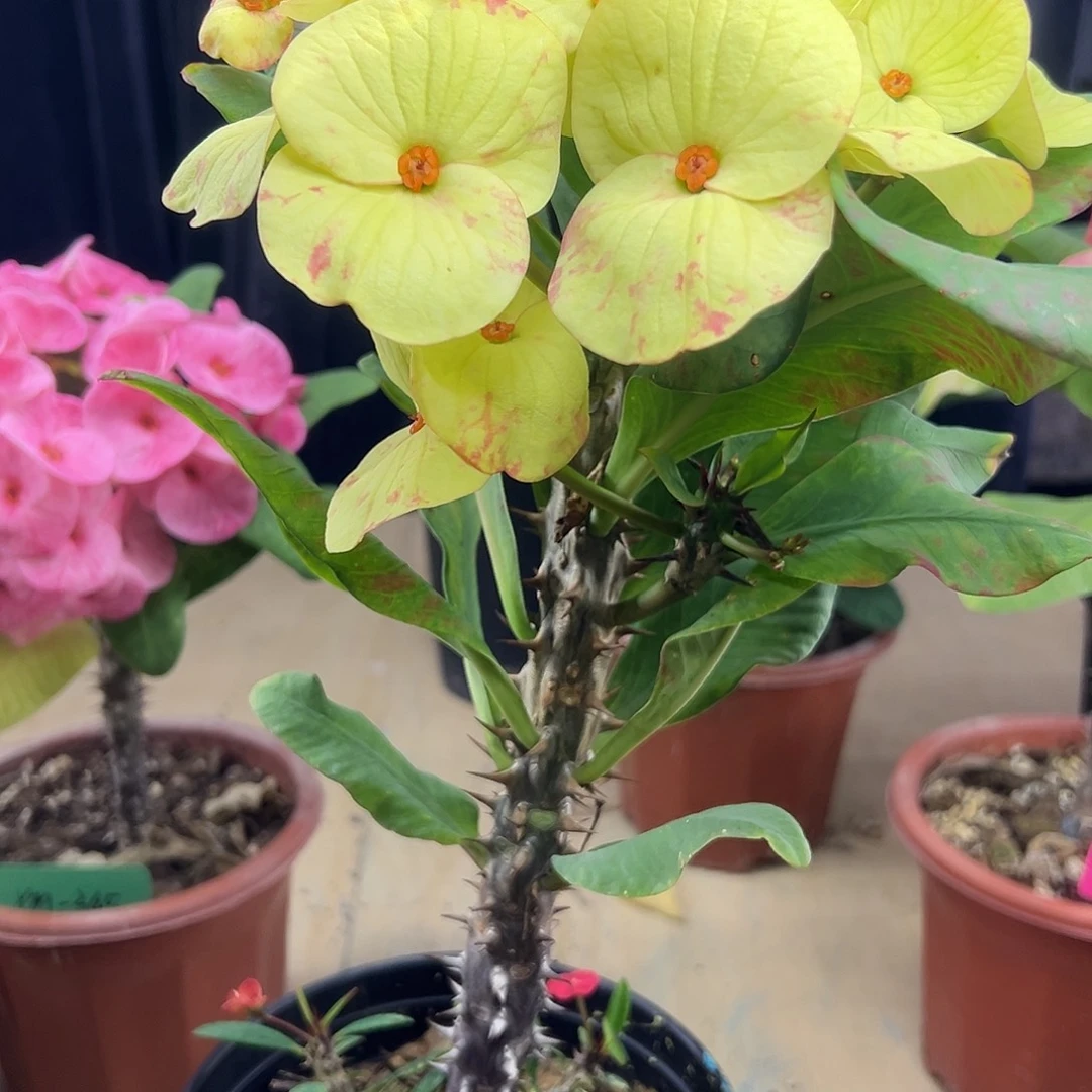 胜利旗帜泰国大花虎刺梅