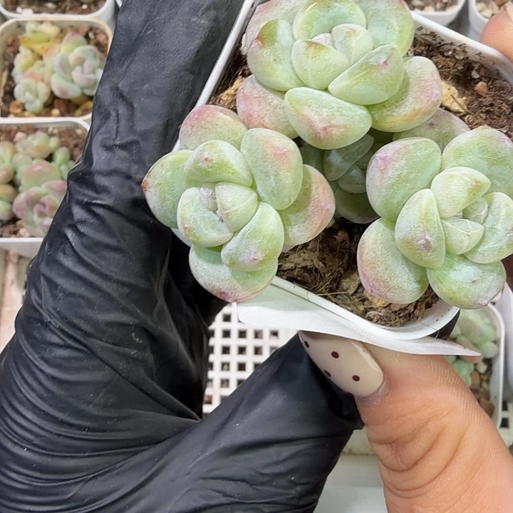 76 号到手1框江北多肉