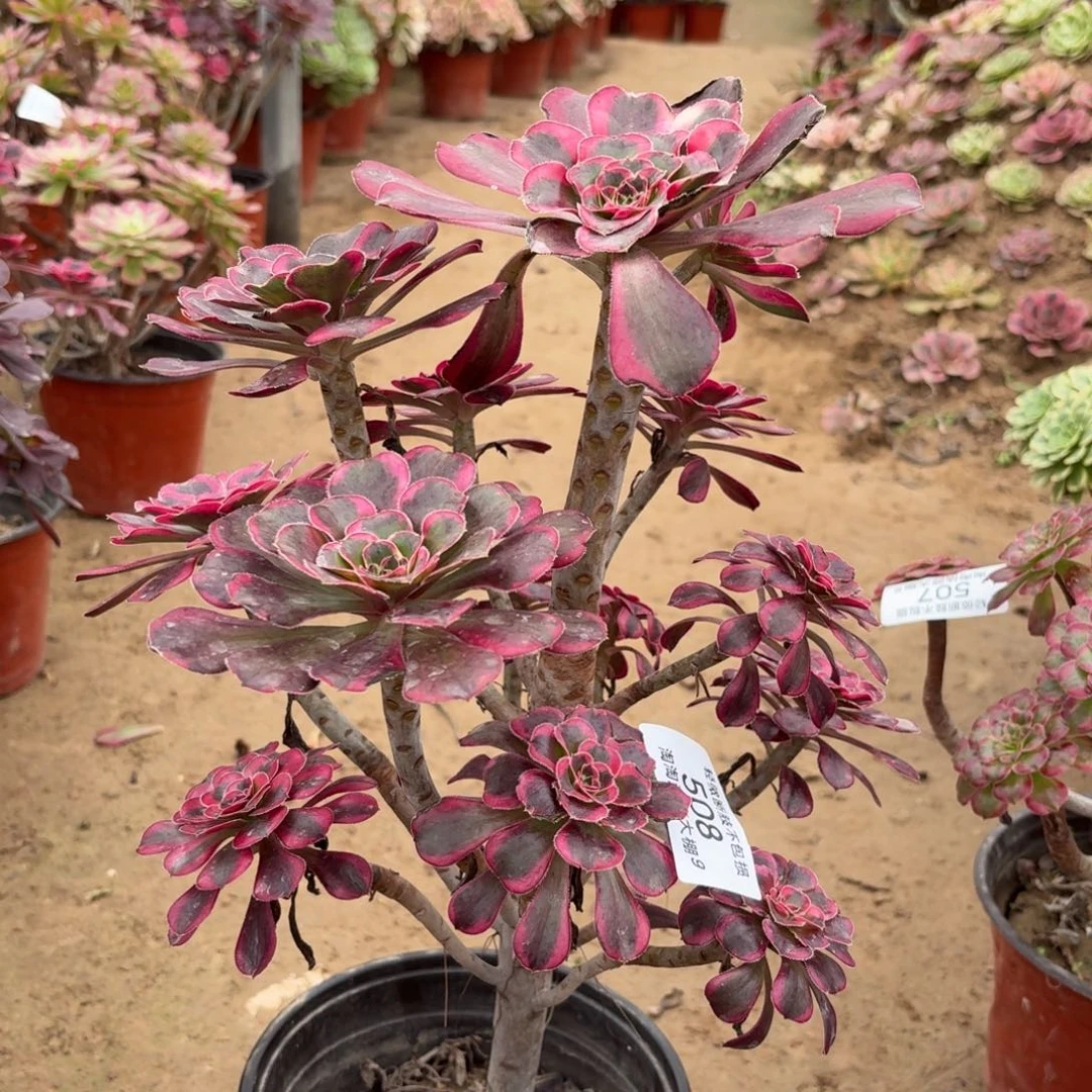 508丽娜多肉植物法师丽娜