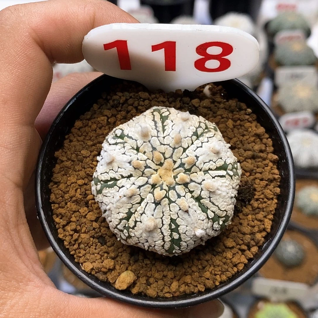 118福利特价来了啦