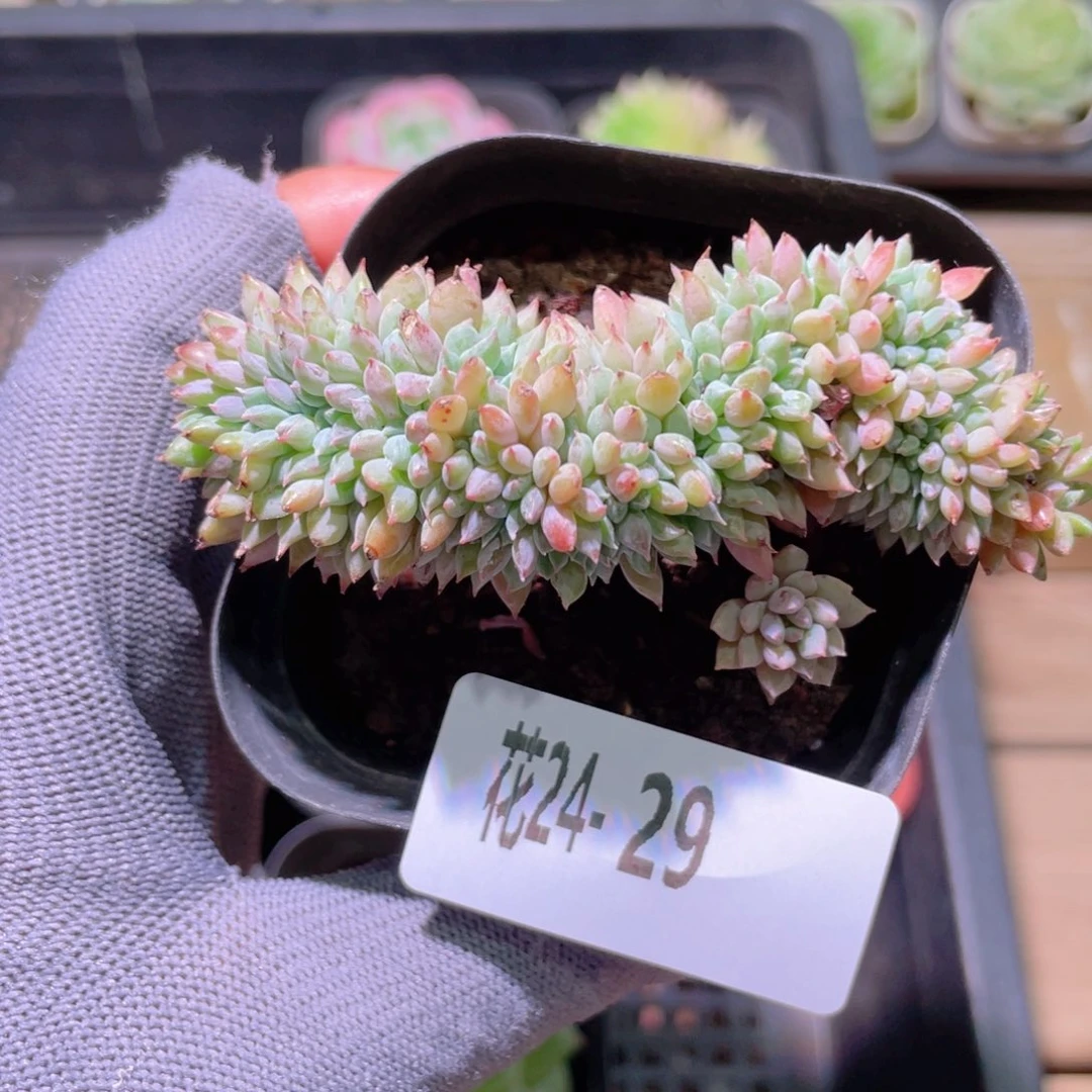 花利美24-29莱恩小精灵缀化