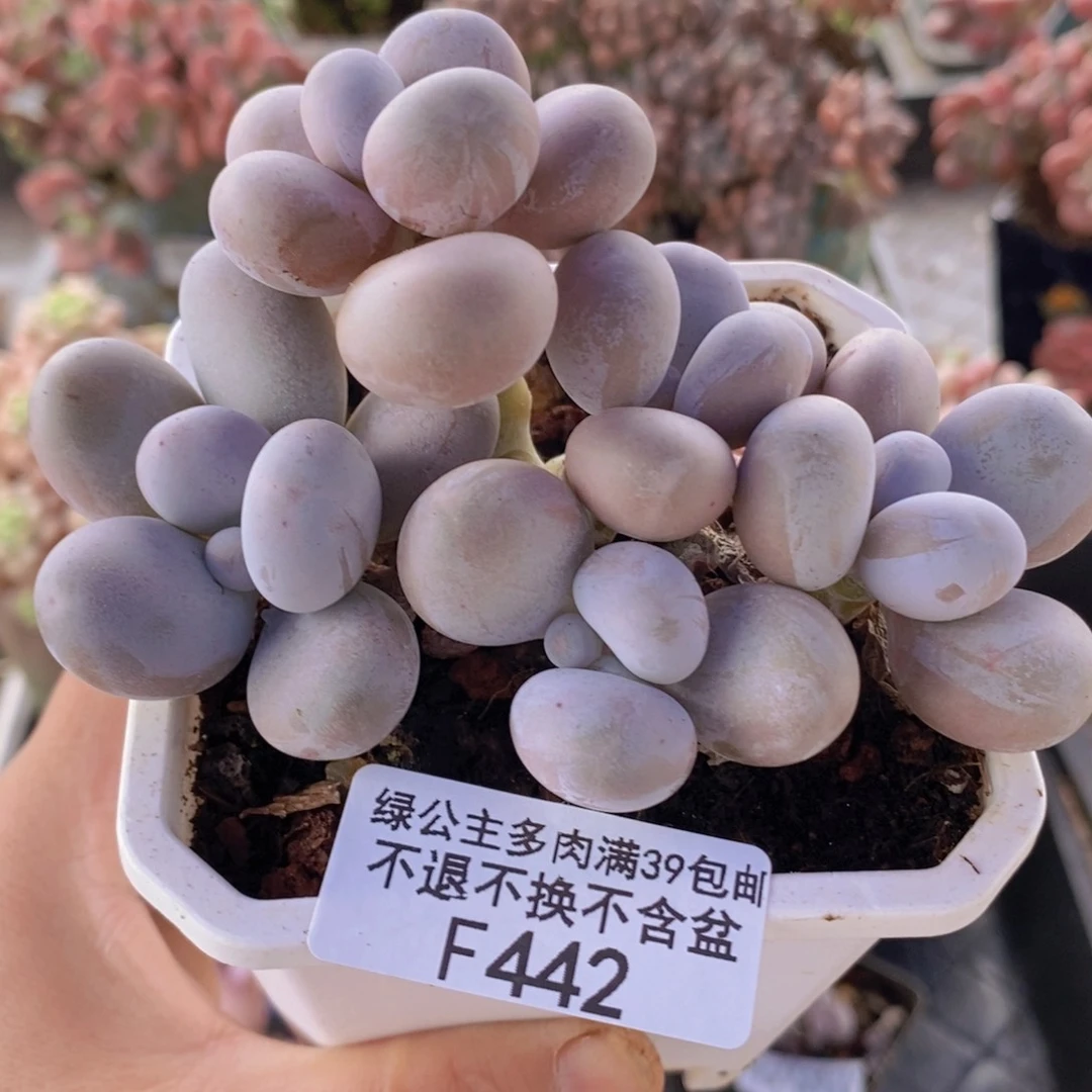 水光针奶酪10cm442多肉植物