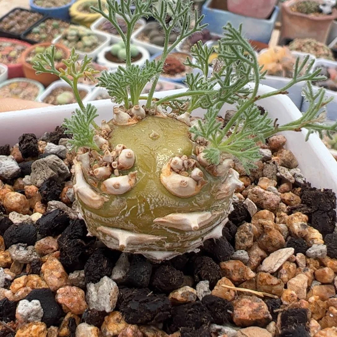 452多肉植物百科