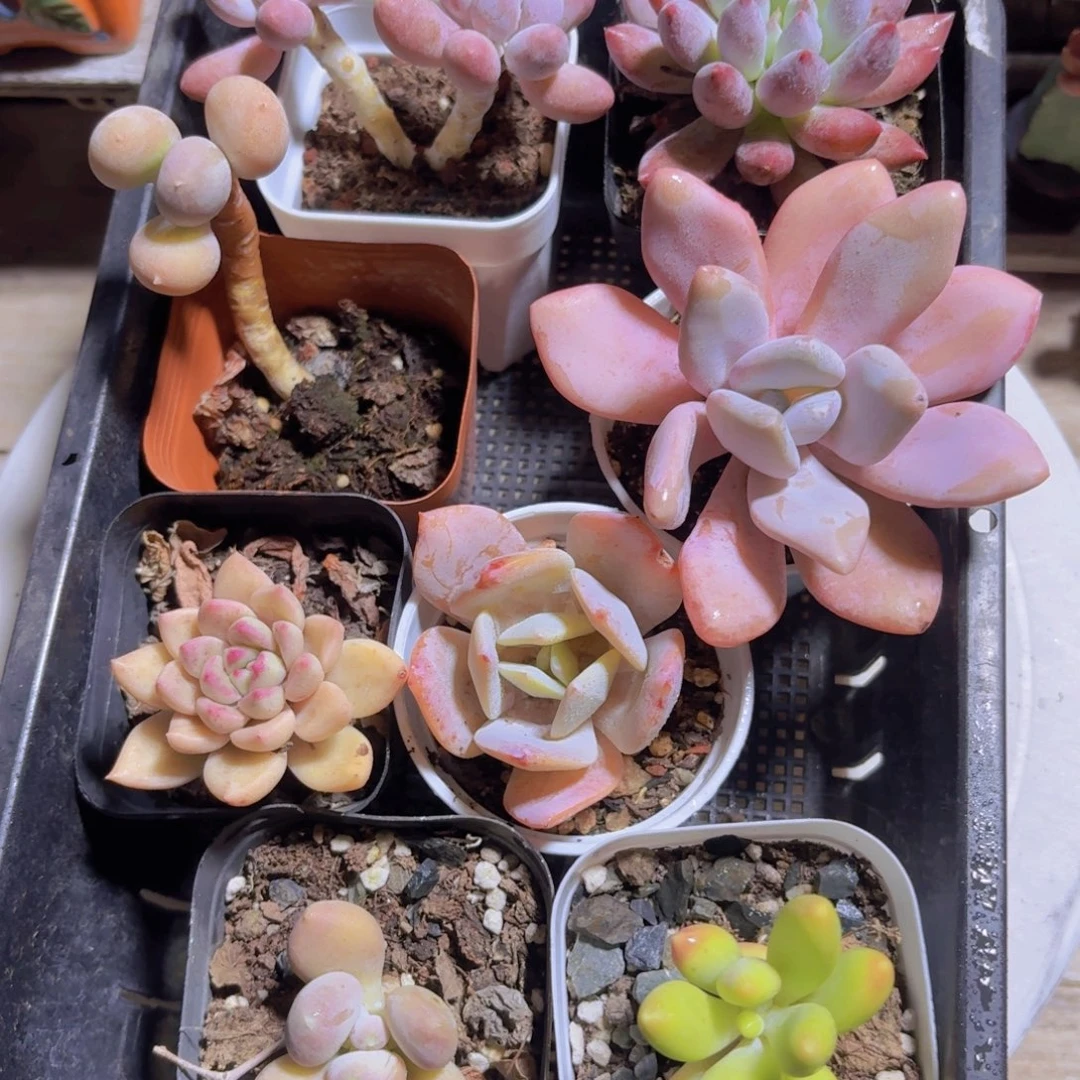 框拍一物一拍编号277