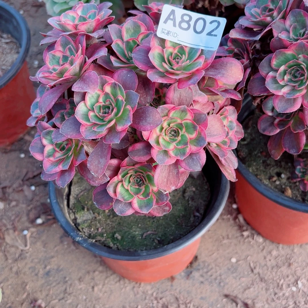 白***依802纳福多肉植物法师