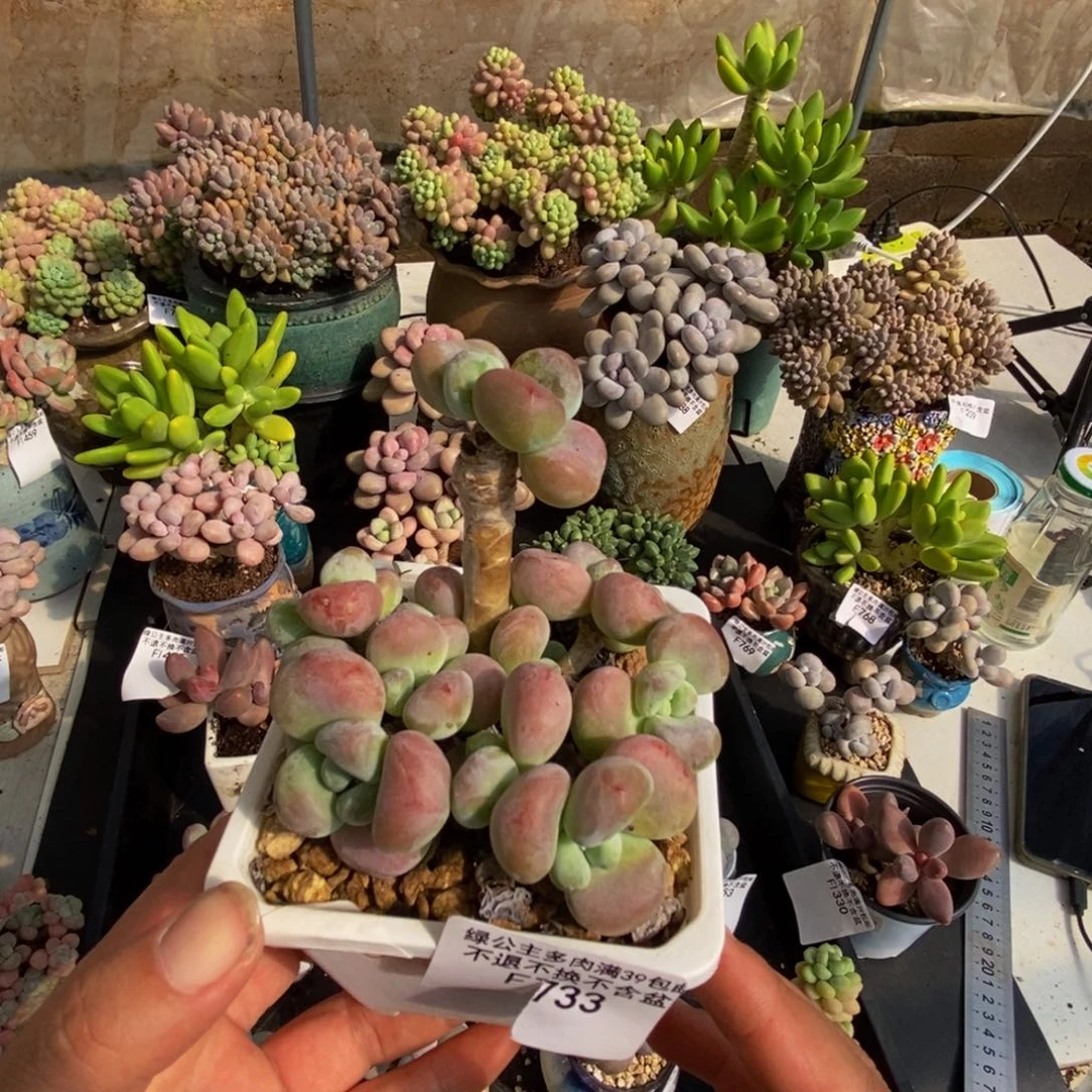 733红腰子洛神6cm多肉