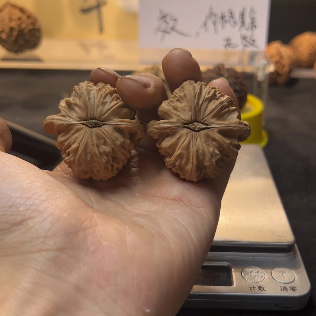 白狮子卡姿兰大眼