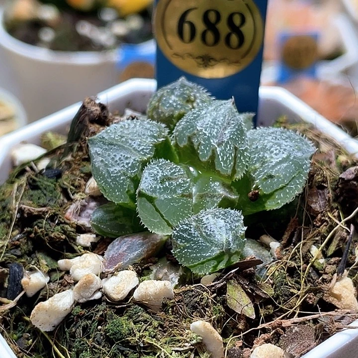 688巨大化冰魁一物