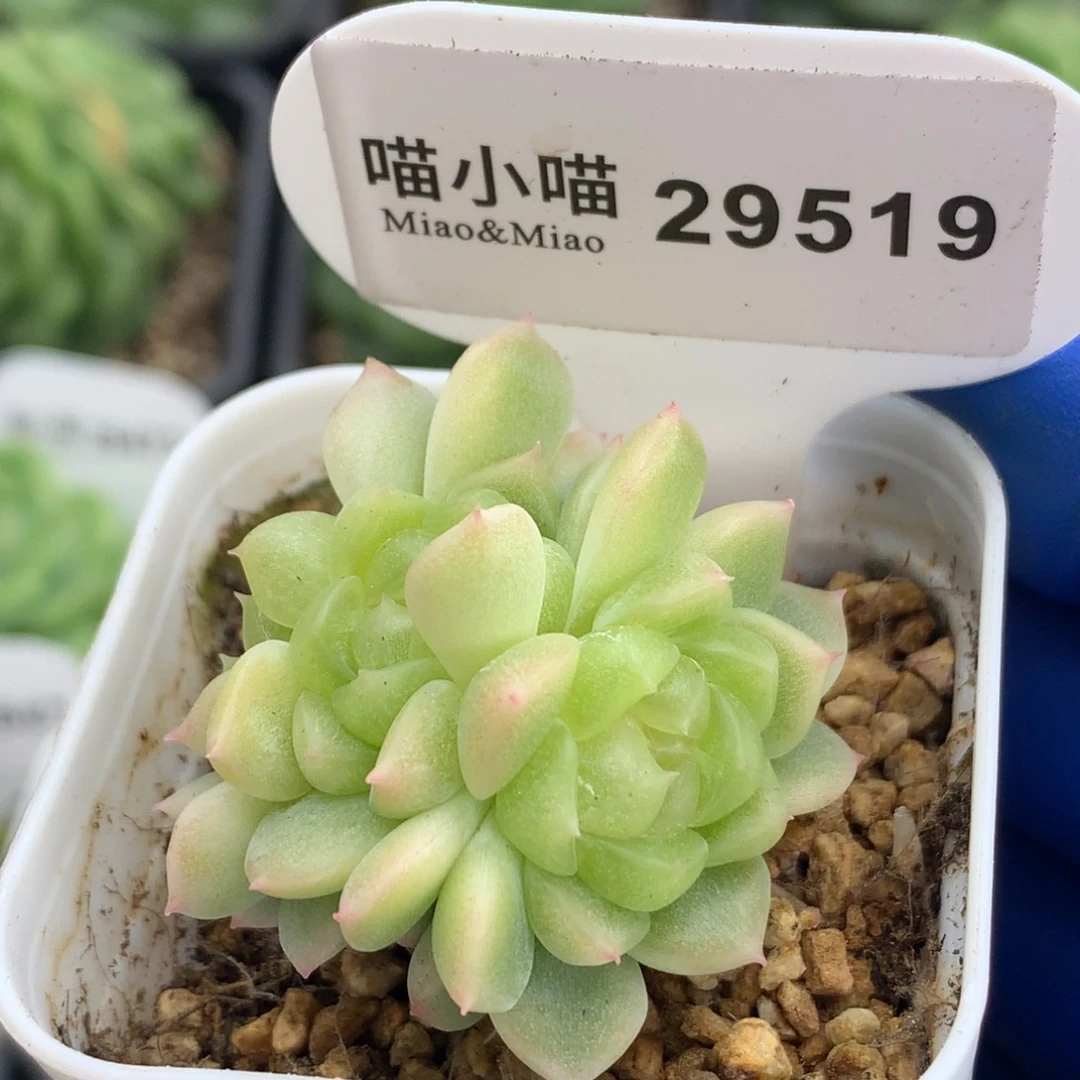 多肉植物杂交珍妮