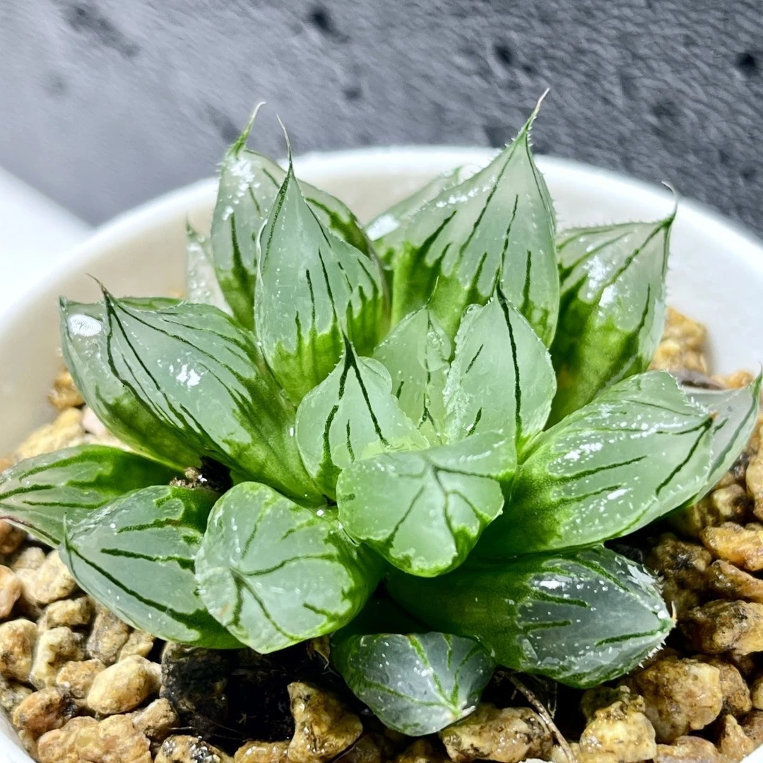 高端精品盆栽冰钻寿西亚基十二卷玉露多肉植物