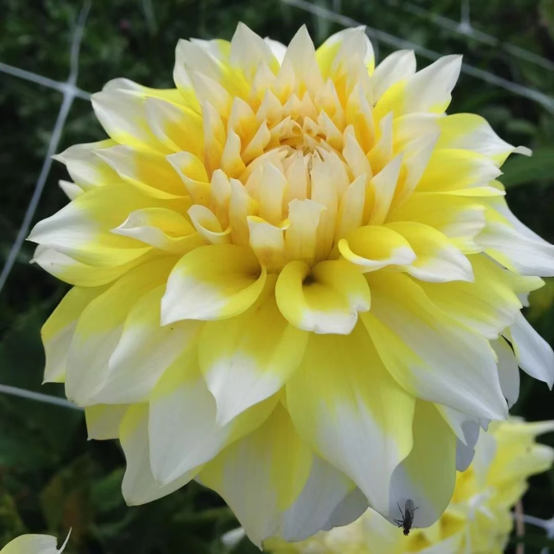 小丽花【柠檬】盆栽新款重瓣带花苞大花型花卉多年生超长花期