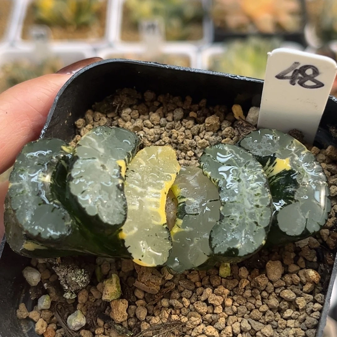 48酒井玉扇锦福利专场