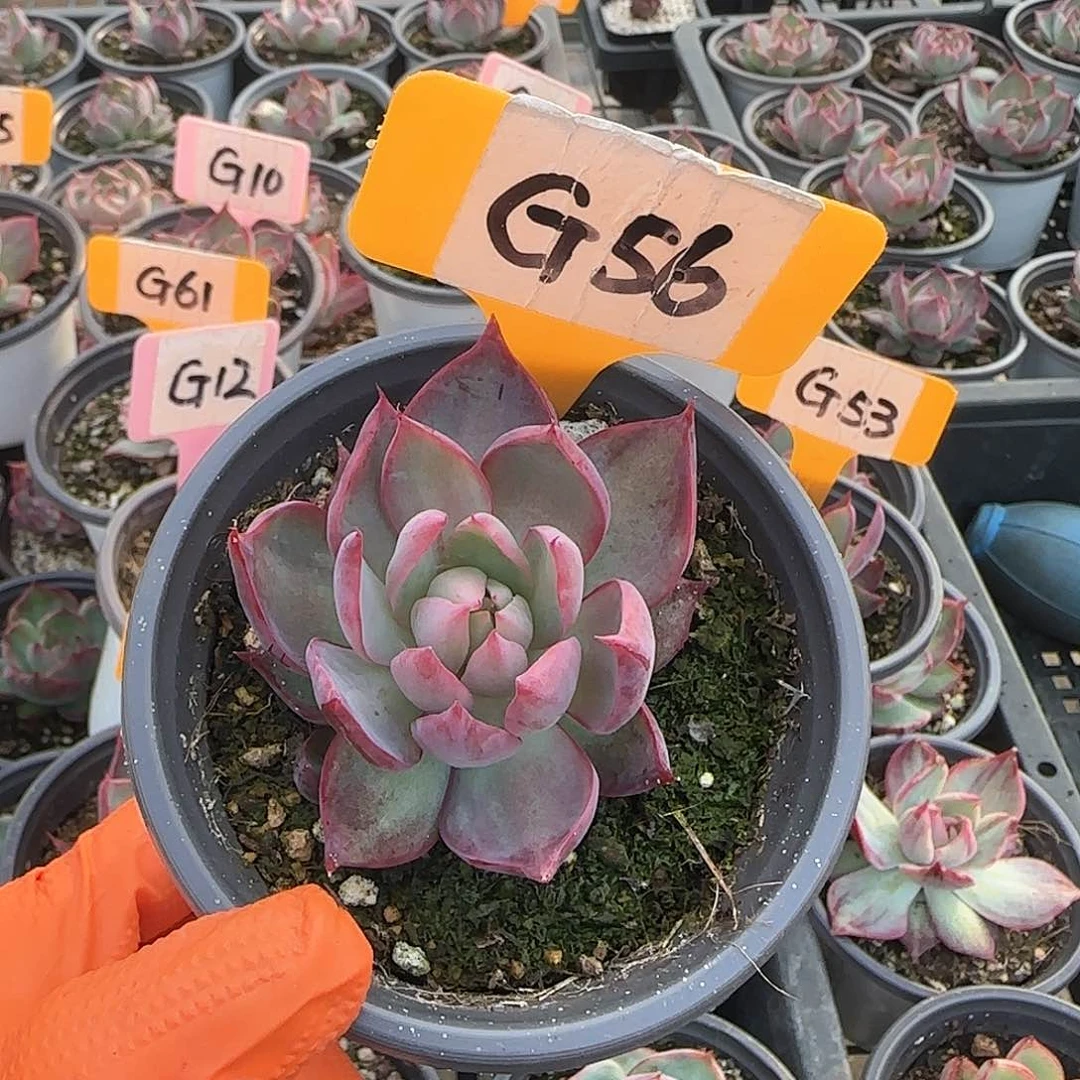 浅**然G56惊鸿单头多肉