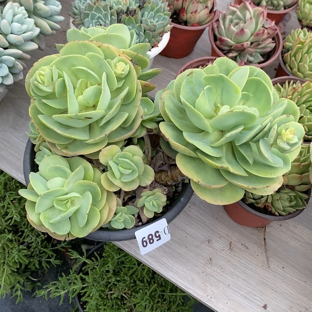 睿**能589碧桃多肉植物