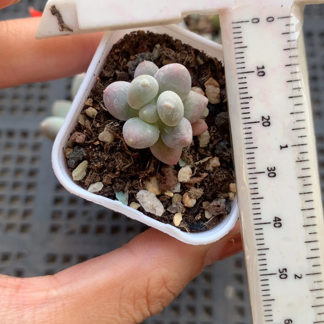 汉堡包 不凑满28元发一片叶 不售后 到付小书肉奶酪多肉