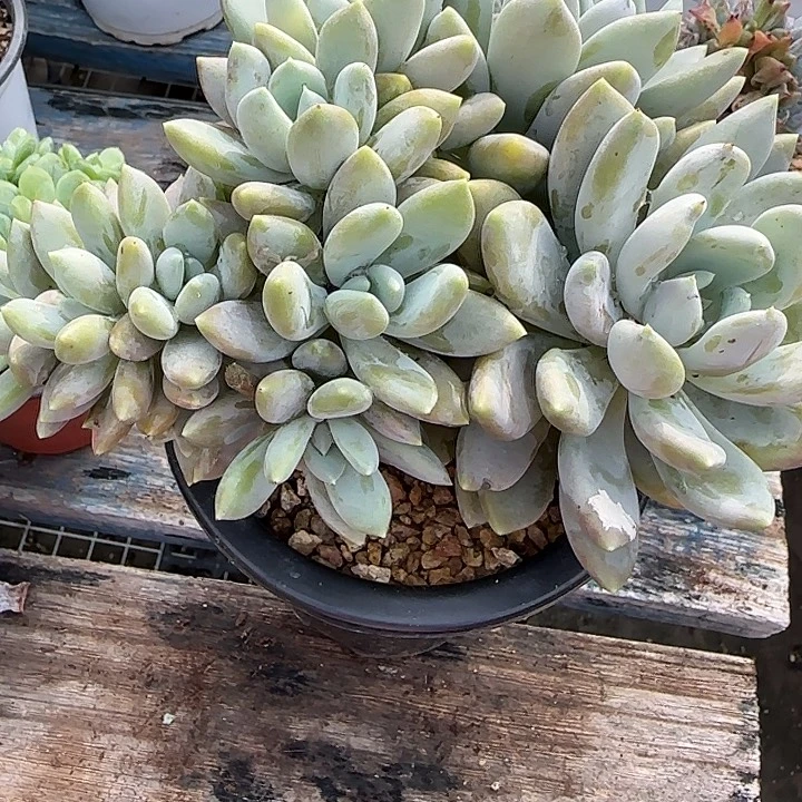 华***金青蛙王子儿童牙膏套装11